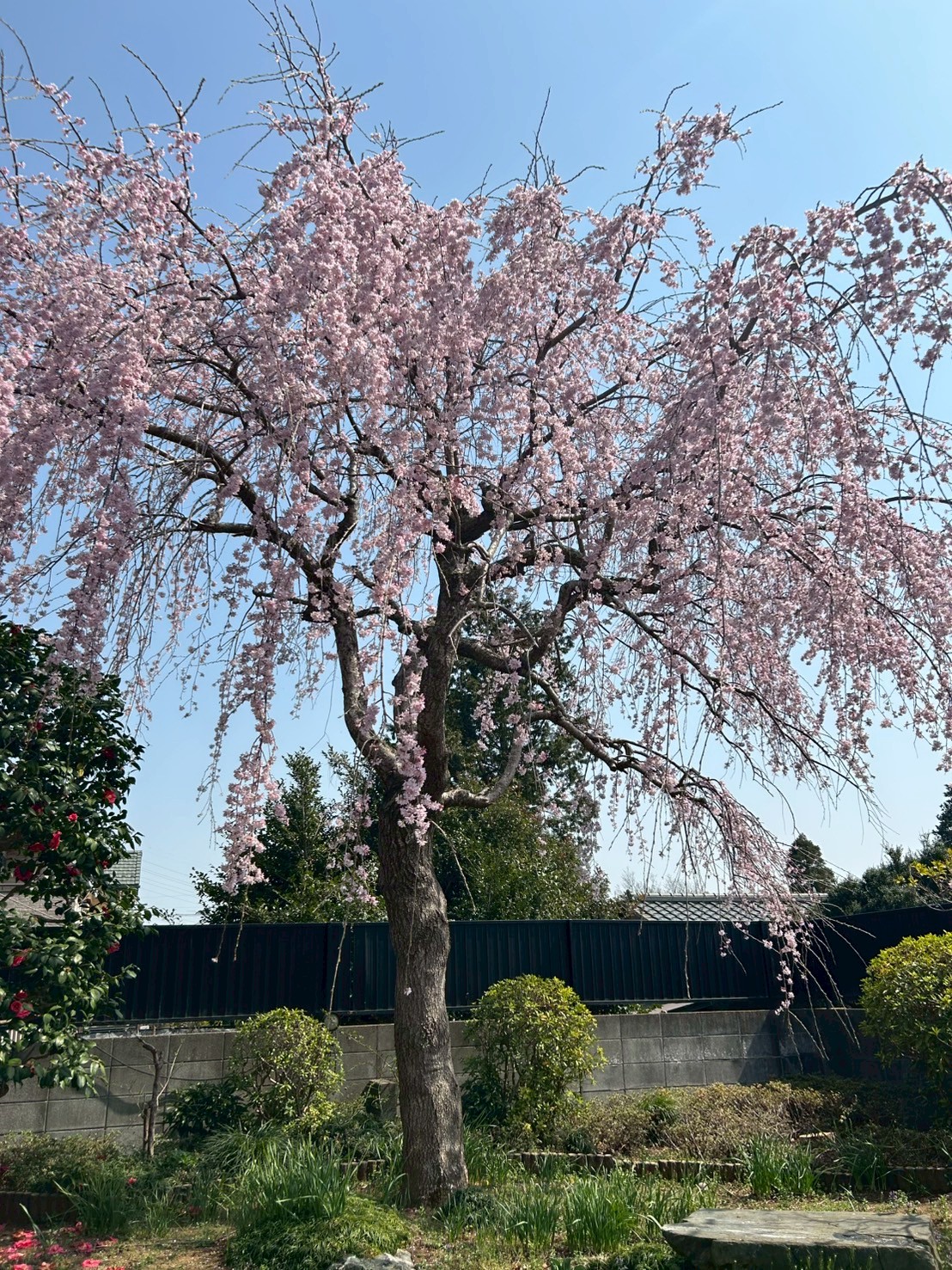 新着情報の画像